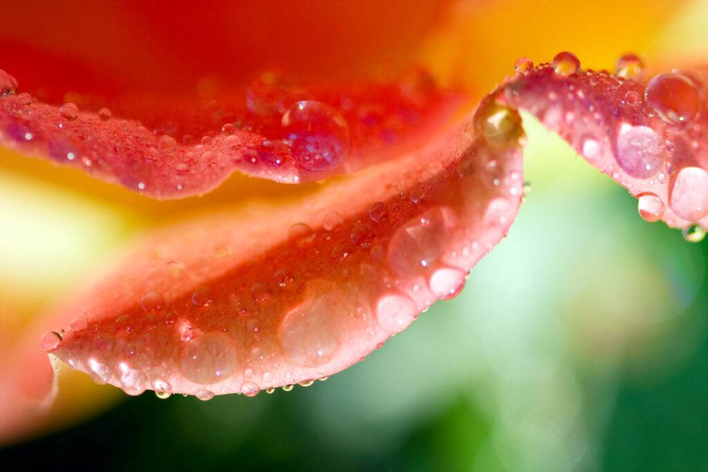 Sensual detail of an orange flower with dewdrops, Californian massage, tantra