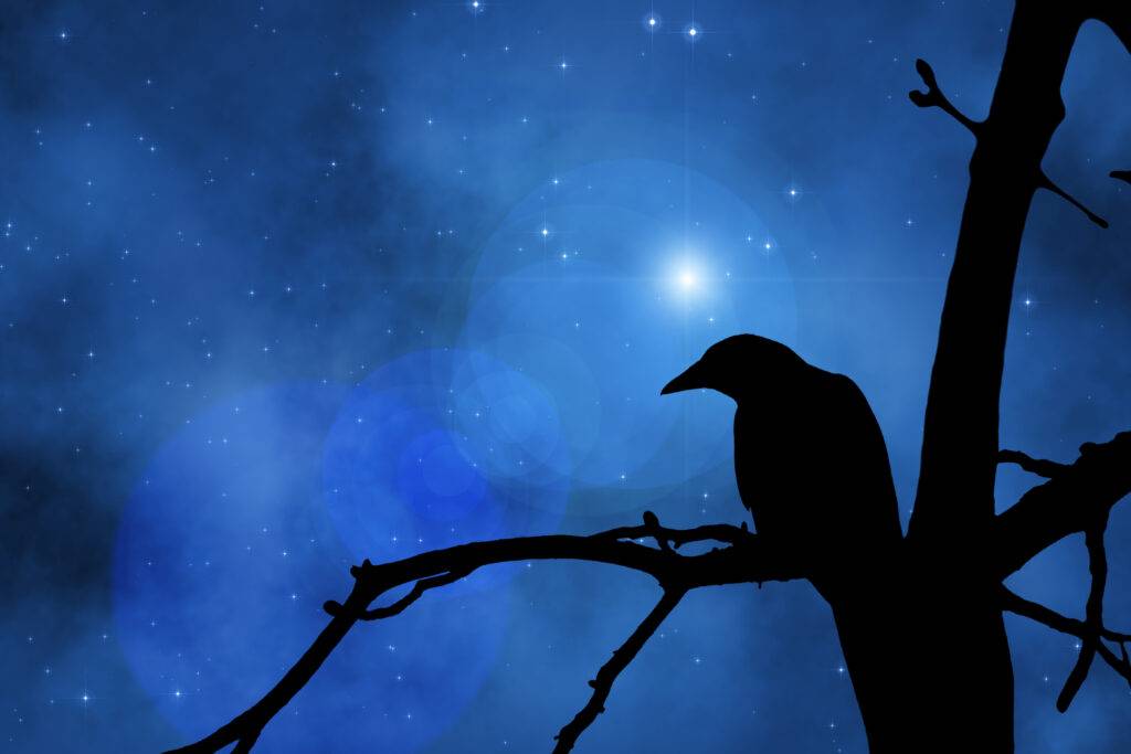 the black silhouette of a raven on a branch in the moonlight - How Raven And Coyote Stole The Stars
