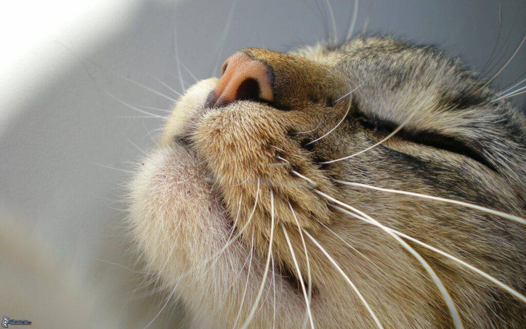detail of the snout of one of the many cats looking for a purr