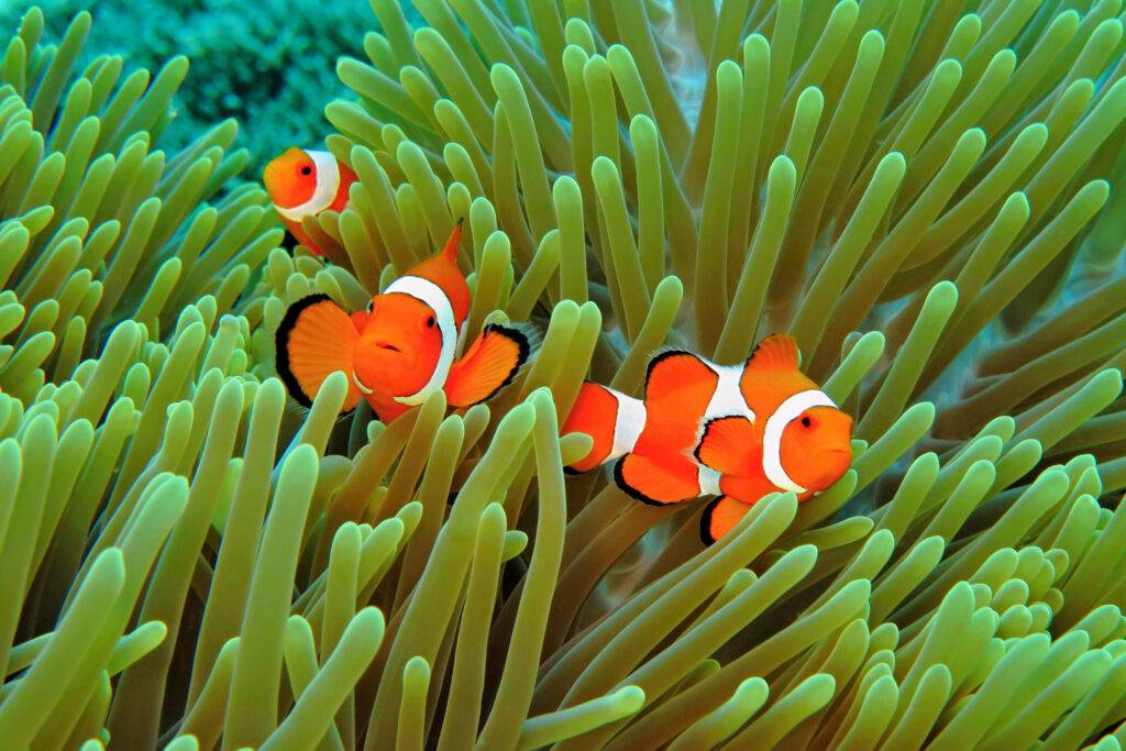 clownfish swimming in the sea bed among the anemones of the universe