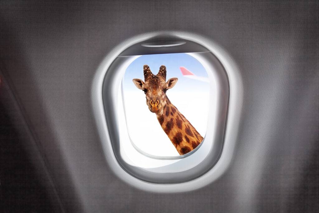Giraffa che guarda attraverso il finestrino di un aereo - Le cose accadono quando non te le aspetti